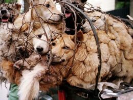 Festival da Carne de Cachorro em Yulin, na China