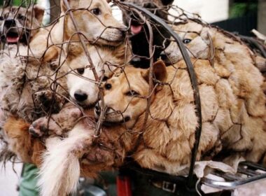 Festival da Carne de Cachorro em Yulin, na China