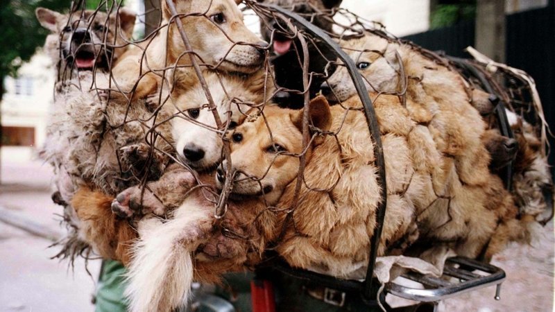 Festival da Carne de Cachorro em Yulin, na China